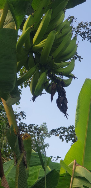 Bananes plantain